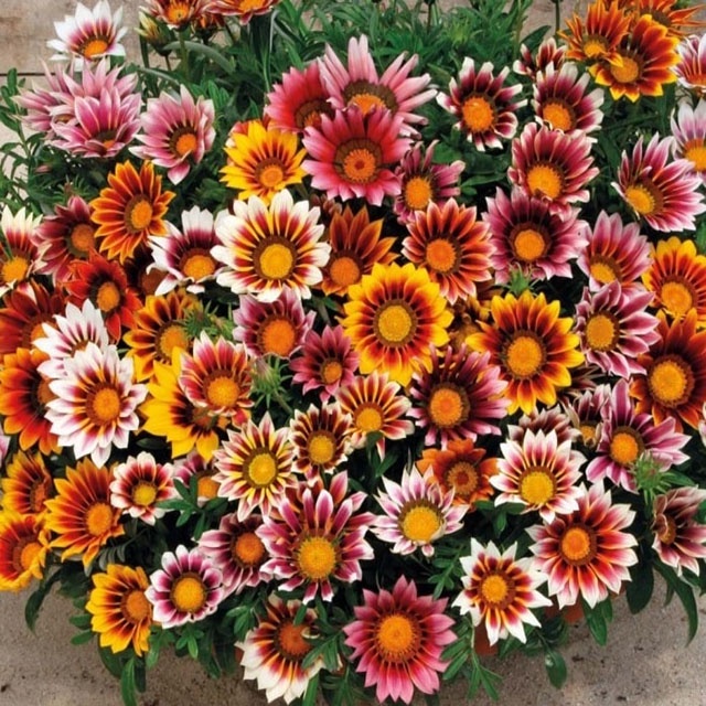 100H - #Hạt_Giống_Cúc_Huân_Chương_Mix