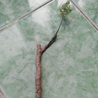 Cây đinh lăng nếp làm giống