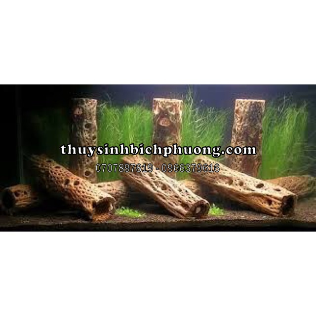 LŨA XƯƠNG RỒNG CHOLLA SIZE KHỔNG LỒ SIÊU HIẾM | CHOLLA HỖ TRỢ TÉP SANH SẢN 6-8CM