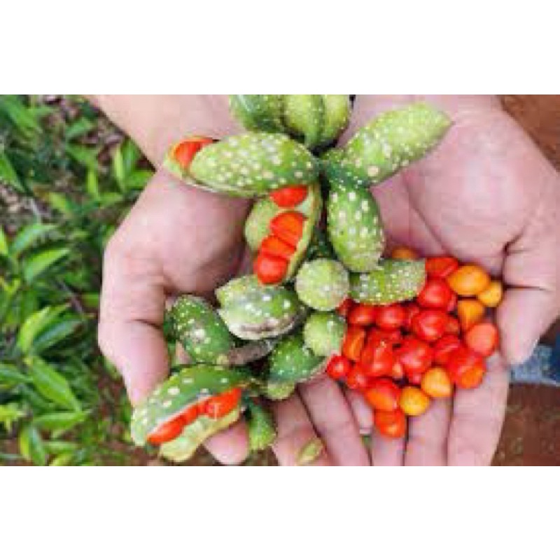 Cây dổi giống Ngagarden