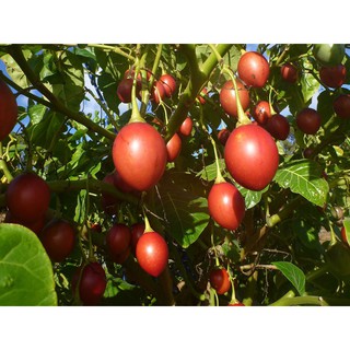 Hạt Giống Cà Chua Thân Gỗ - 4 Hạt / Gói ( Hàng Loại 1 )