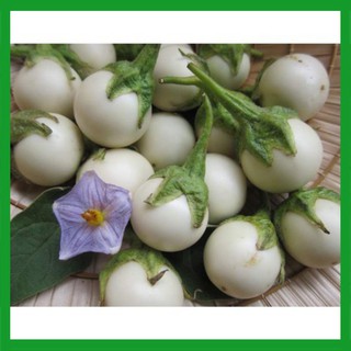 Hạt giống Cà Pháo