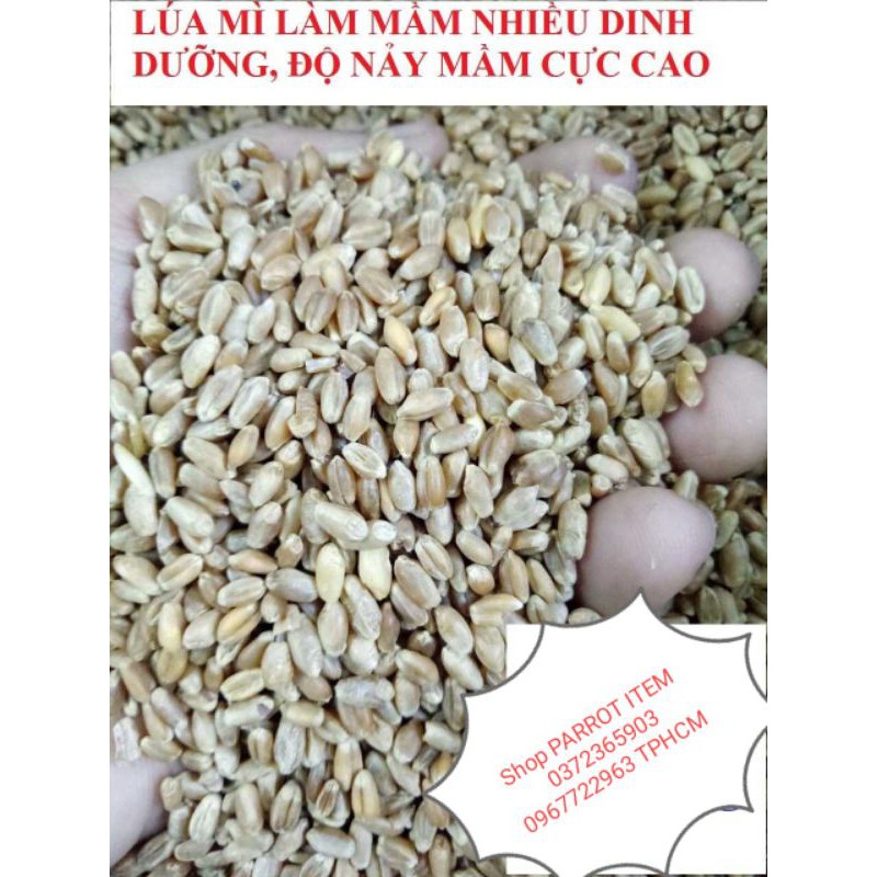 HẠT CỎ MÈO TRỒNG LÊN MẦM CHO MÈO, VẸT