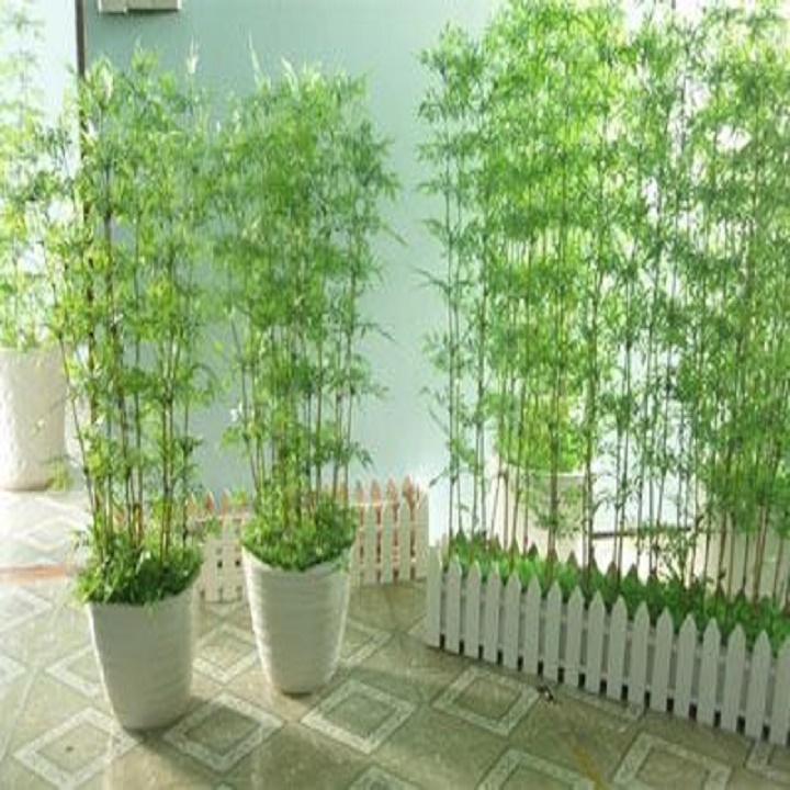 1 BỤI CÂY GIỐNG TRÚC QUÂN TỬ,CAO 1M2