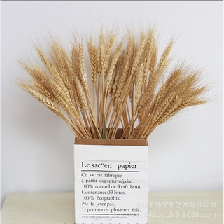 Lúa mạch khô tự nhiên, màu vàng trang trí bình, decor chụp ảnh