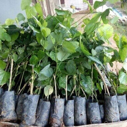 Cây giống Bò Khai, bổ thận, bổ gan