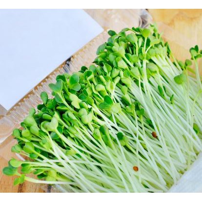 HẠT GIỐNG MẦM CẢI BÔNG XANH - GÓI 20 GRAM