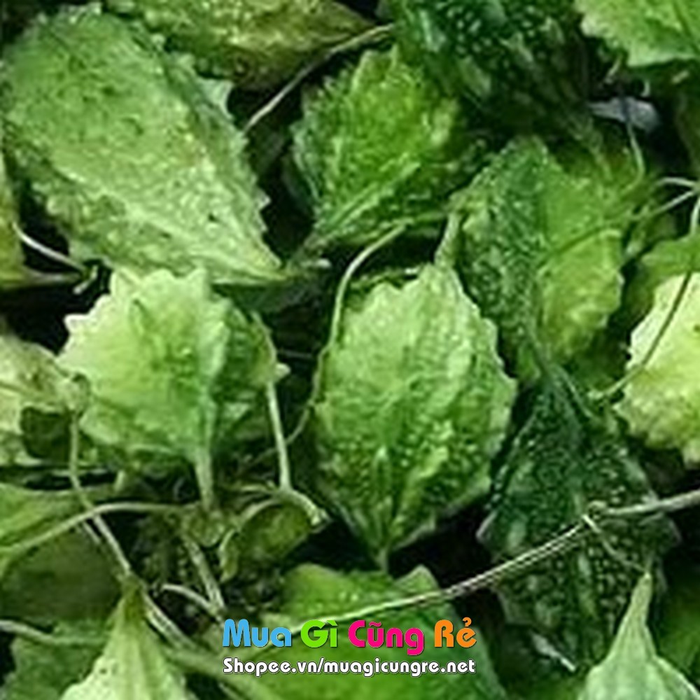 Hạt giống Khổ qua rừng