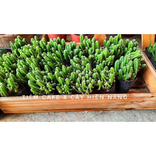Xương rồng Thanh sơn, Trứng chim