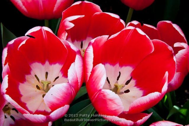 Củ hoa tulip đỏ viền trắng giống hà lan