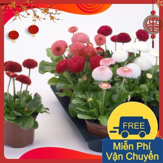 Combo 3 Gói Hạt Giống Hoa Cúc Anh Mix