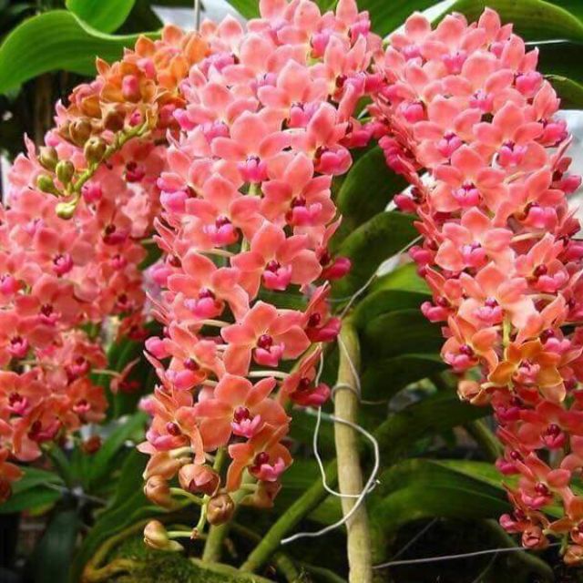 Phong lan ngọc điểm giò ghép gỗ