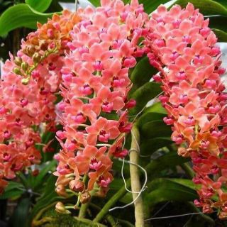 Phong lan ngọc điểm giò ghép gỗ