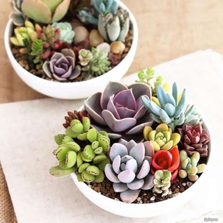 Hạt Giống Sen Đá Mỹ Mini Mix | SL: 5 HẠT