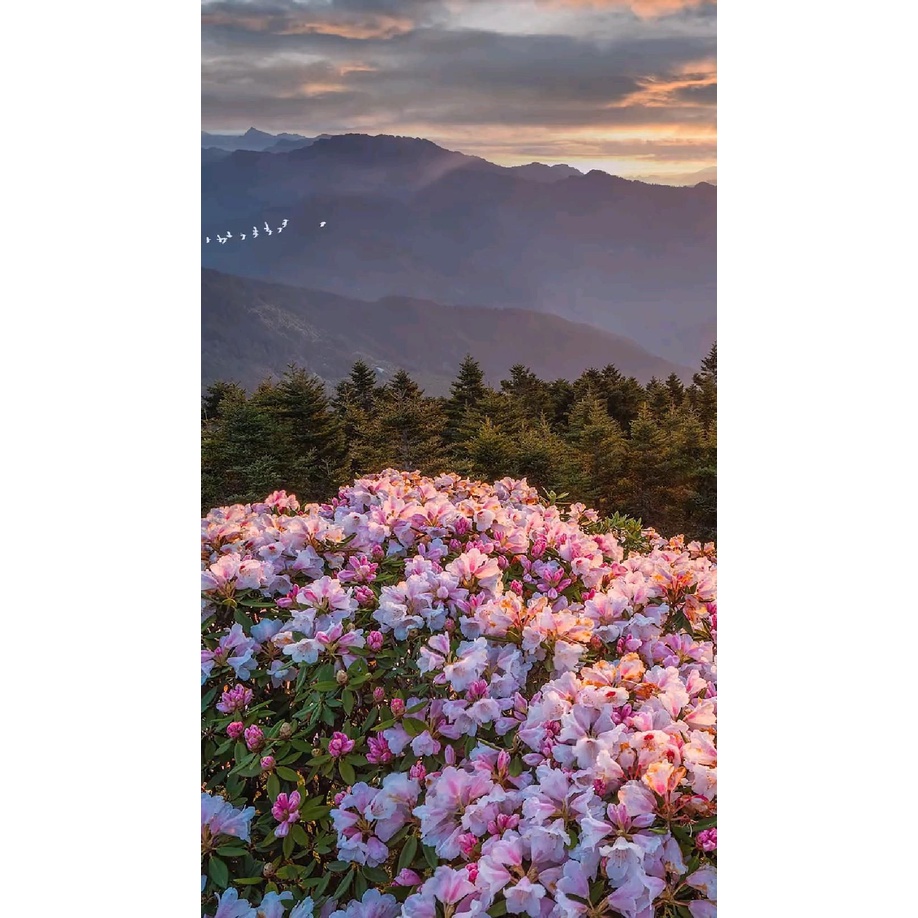 Bộ Tranh Sơn Dầu Trang Trí Tự Làm Hình Lâu Đài Và Hoa 40*50CM