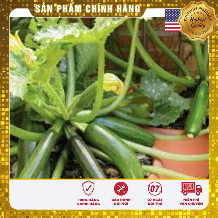 GÓI 10 HẠT GIỐNG QUẢ BÍ NGÒI XANH USA