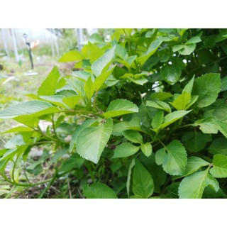 Cây giống rau xuyến chi