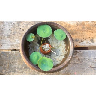 Bùn Trồng Hoa Sen Nhật