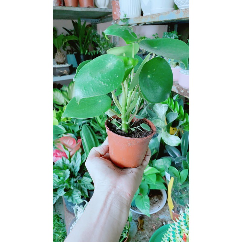 Cây Lá Dưa Hấu