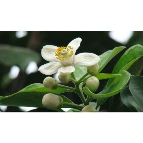 Phân bón Siêu Lân Hũ 1kg. Ra rễ cực mạnh, Bật mầm chồi. Thúc ủ mầm hoa. Rau màu, hoa, cây cảnh