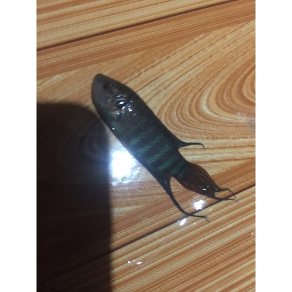 Cá lia thia đồng ( cá cờ )