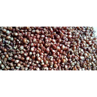 Bo bo đỏ- thức ăn cho chim