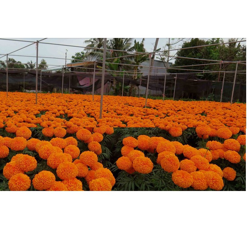 HẠT GIỐNG HOA VẠN THỌ THÁI F1 CAO MÀU CAM ĐỎ - GÓI 20 HẠT