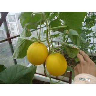 Kho buôn Hạt giống  Dưa Kim Cô Nương ( 10 hạt)