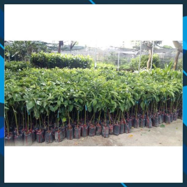 Cây Giống Bơ 034 - Cây ghép nhanh trái_Cây Giống Bơ Dài Sáp Dẻo, Béo Ngậy Cơm Vàng Dày Dễ Trồng SAMSON GARDEN