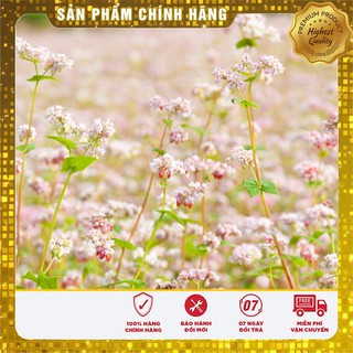 Bộ Gói Hạt Giống Hoa Tam Giác Mạch
