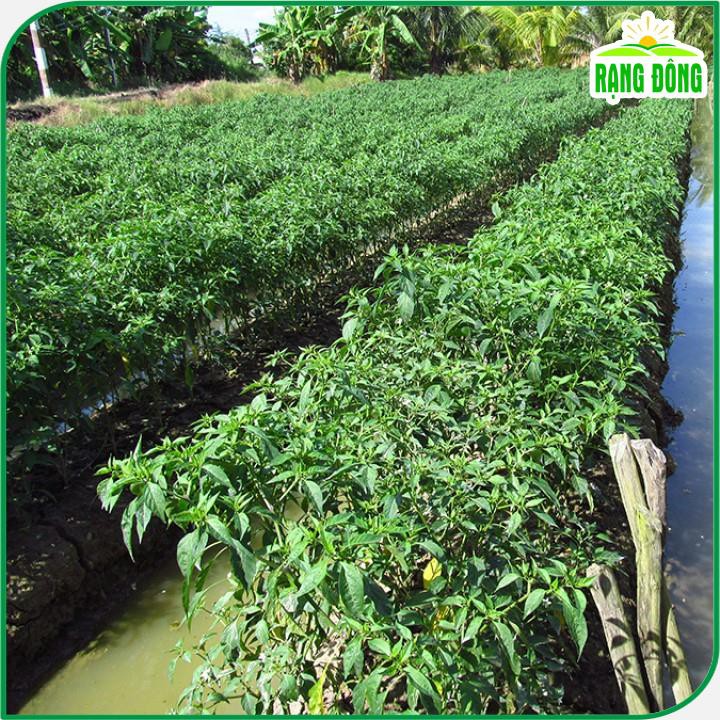 Hạt giống Ớt Chỉ Địa Lai F1 trái dài, cay, chịu nhiệt tốt (gói 0,1 gr) - Hạt giống Rạng Đông