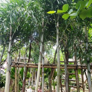 Cây 🌲 Cau đuôi chồn...1m4