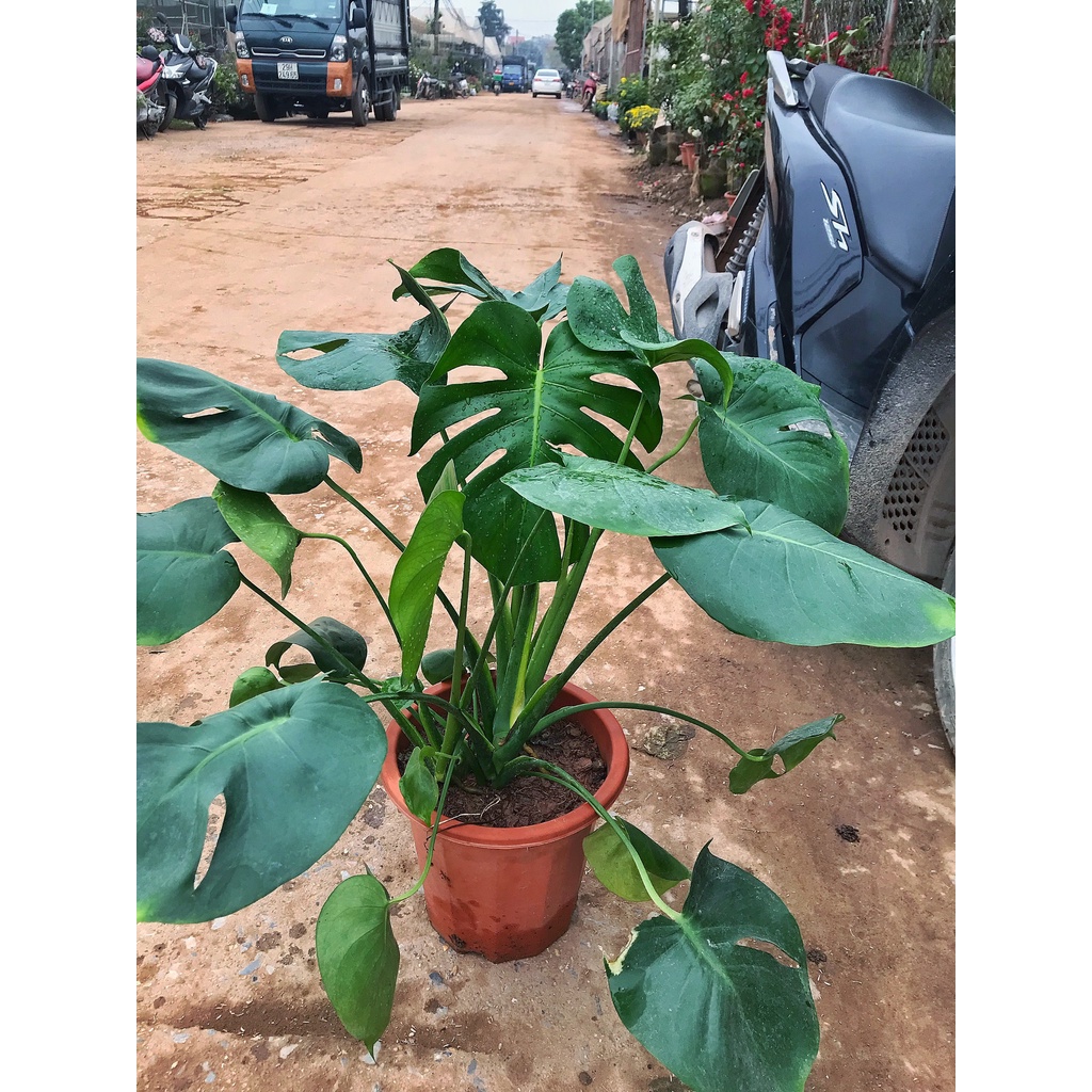 Cây trầu bà Nam Mỹ lá xẻ, trầu bà monstera   cao 45cm lá xanh bóng, trang trí nội thất