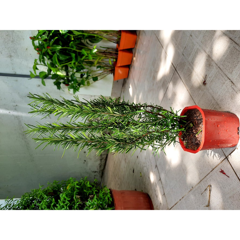 Cây hương thảo