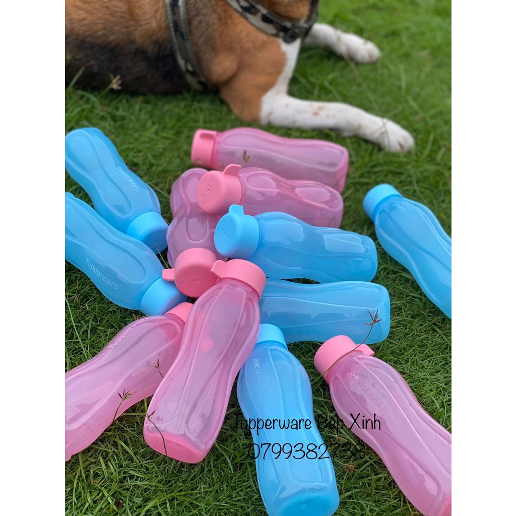 Bình nước Eco Bottle 300ml