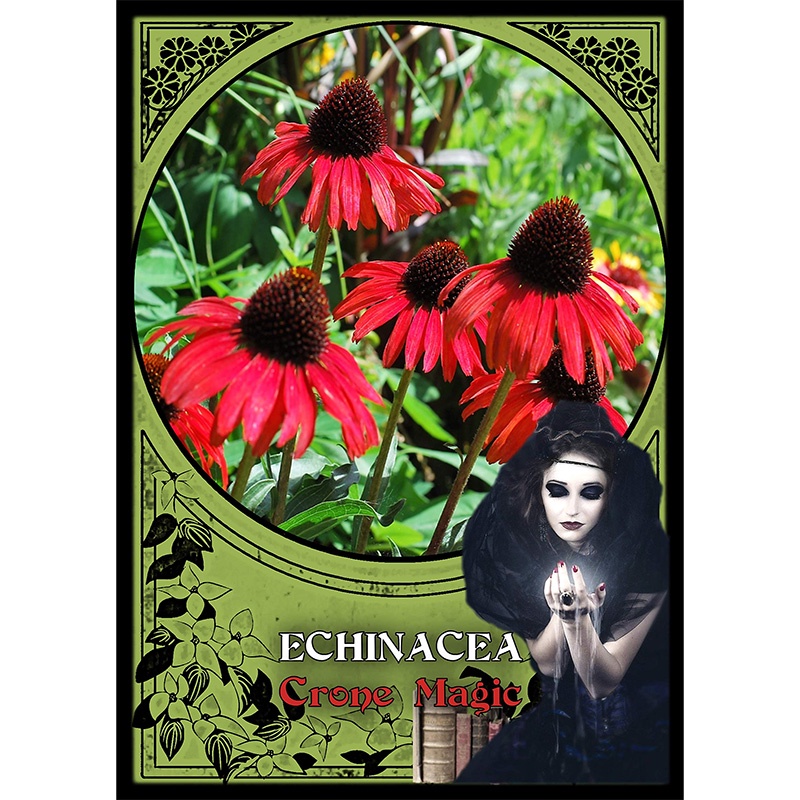 Bộ Bài Flower Magic Oracle Cards (Mystic House Tarot Shop) - Bài Gốc Authentic Chính Hãng 100%