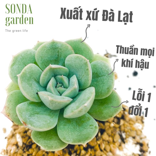 Sen đá liên đài SONDA GARDEN size mini 2.5-4cm, xuất xứ Đà Lạt, khoẻ đẹp