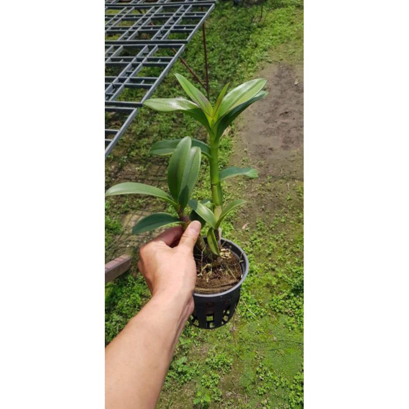 Hoa lan denro nắng quán long