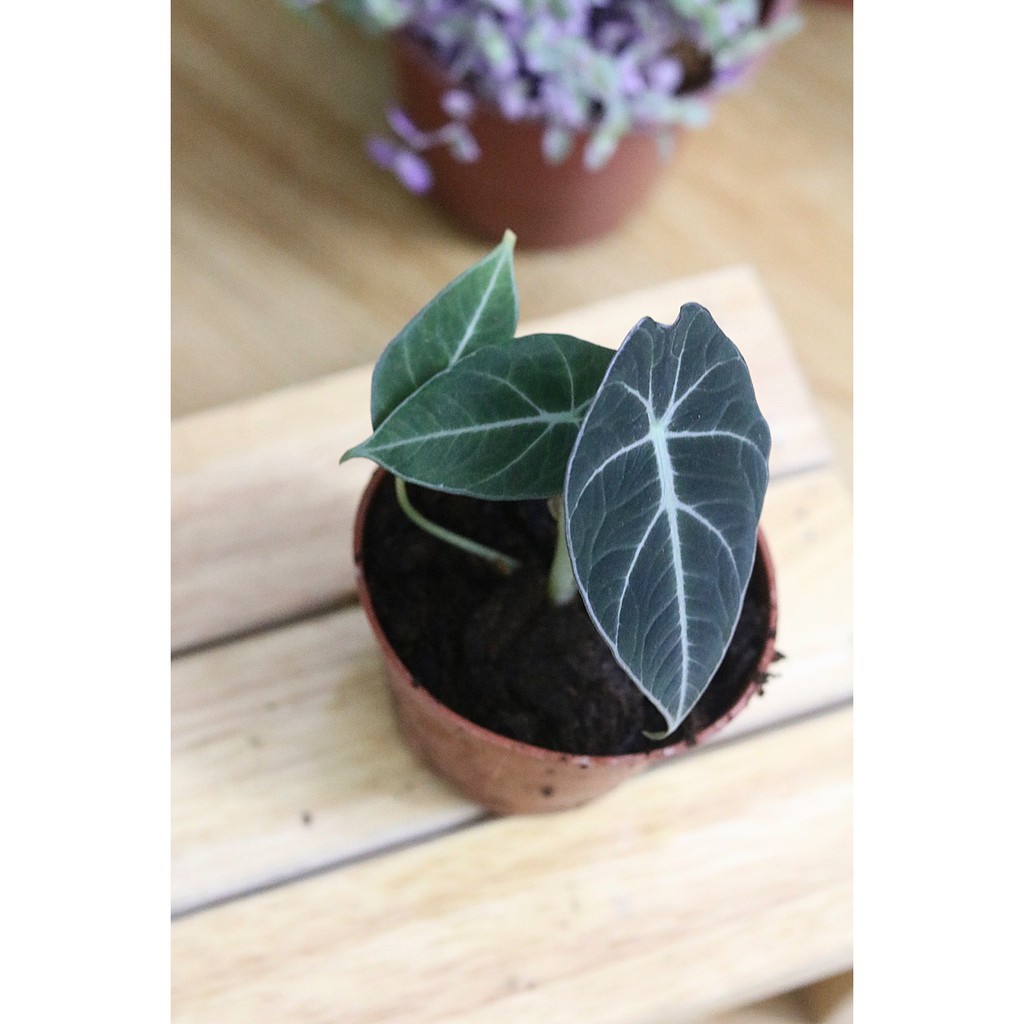 Chậu cây Alocasia Black Velvet (Little Queen Alocasia) – Môn Đen Lá Nhung