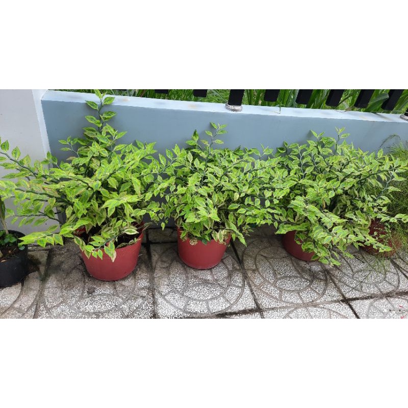 Cây Cẩm Thạch Đổi Màu