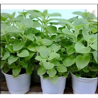 Hạt giống Rau Thơm Lùn ( Húng Chanh)