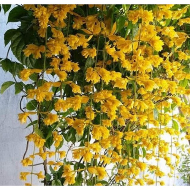 Hoa Lan Hoàng Dương