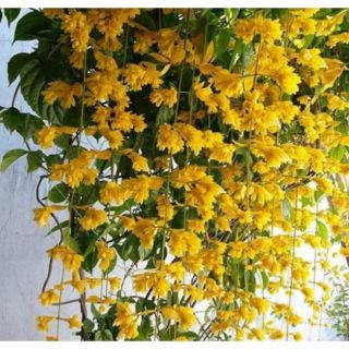 Hoa Lan Hoàng Dương