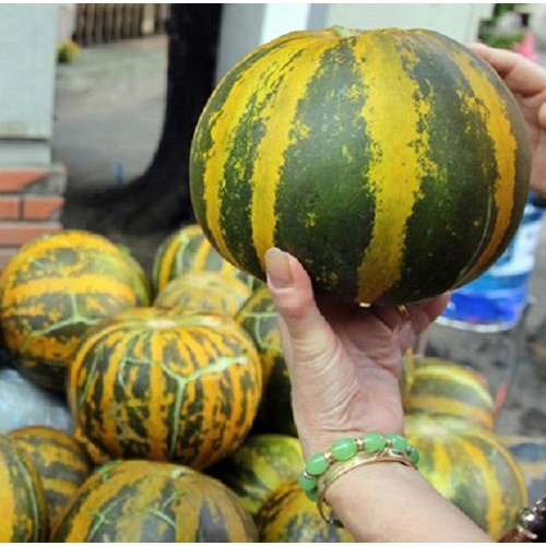 Hạt giống Dưa bở thơm - Dưa gang quả tròn VTP145 | Vạn Tín Store