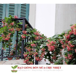 Hạt giống hoa leo sử quân tử 10 hạt đến mùa trồng tết