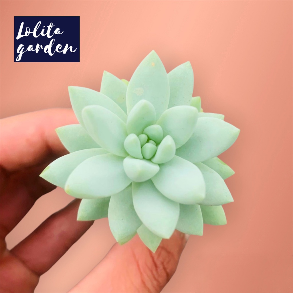 Sen đá chuỗi ngọc lam Đà Lạt size mini cây cảnh trang trí nhà cửa Lolita garden