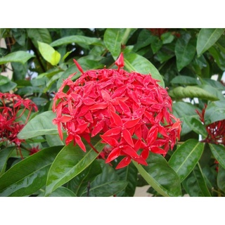 bông trang đỏ phơi khô 500 gam
