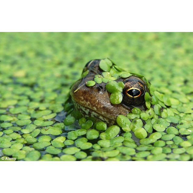 100g bèo nuôi cá, thuỷ sinh