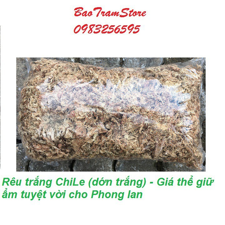 [SIEURE] Rêu trắng ChiLe - Giá thể giữ ẩm tuyệt vời cho phong lan, gói 500g hàng đẹp, phân phối chuyên nghiệp.