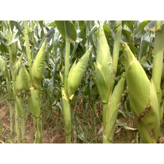 100G - Hạt Giống Bắp Nếp Nù